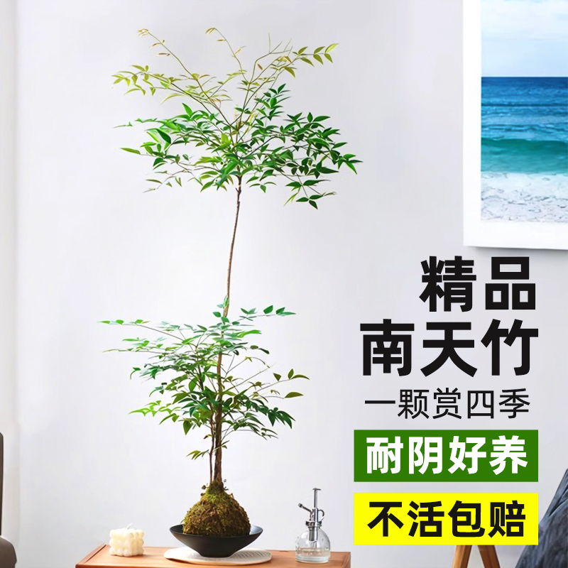 南天竹苔藓球室内桌面中大型景观