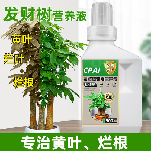 发财树营养液专治黄叶烂叶防烂根
