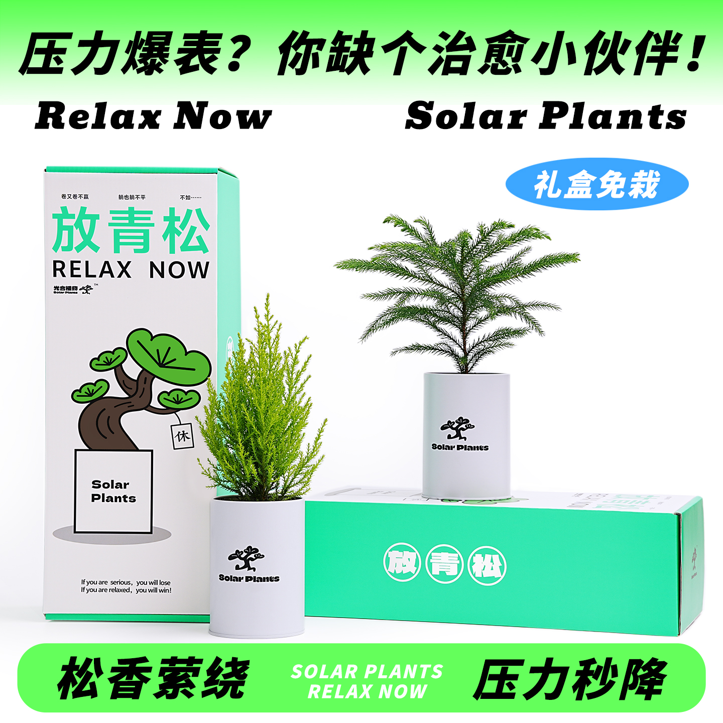 放青松桌面阳台摆件绿植光合植物