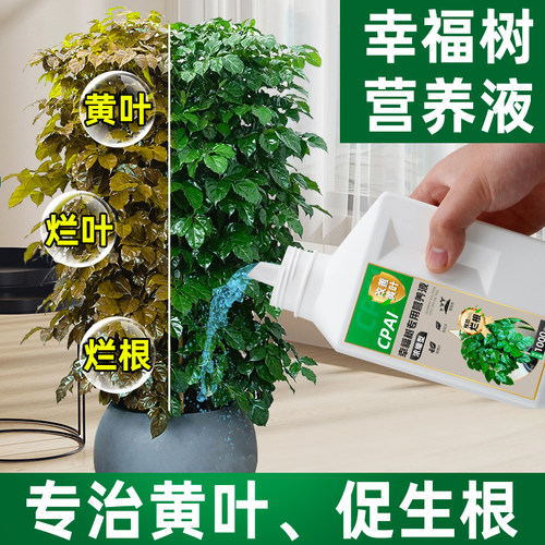 幸福树营养液专治黄叶富含氮磷钾