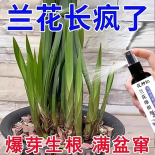 兰花专用营养液促开花分芽爆根剂兰灵王免稀释蝴蝶兰君子兰专用肥