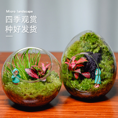 苔藓微景观生态瓶桌面创意造景蛋