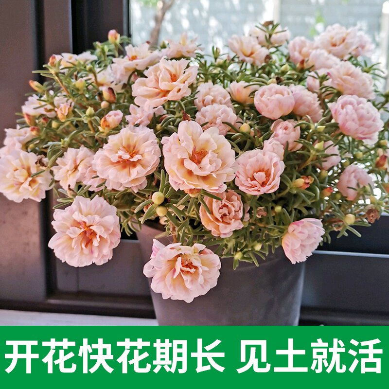 太阳花盆栽苗含盆 价格 怎么样 图片