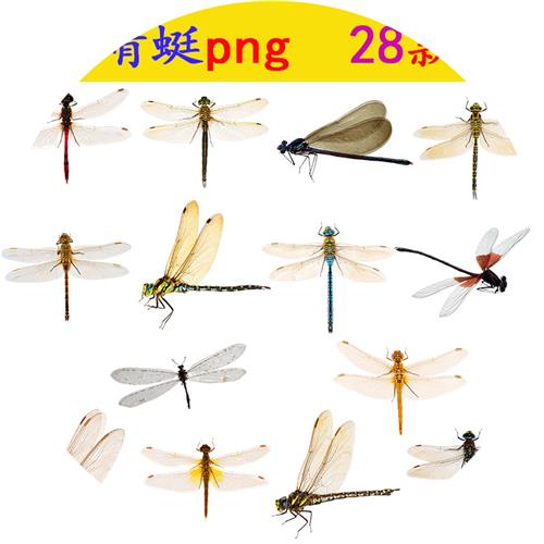 n188蜻蜓png素材免抠图片ps高清图片飞舞昆虫实物叠加特效效果