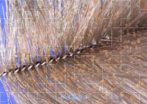 金鱼产卵鱼巢素材模板 金鱼产卵鱼巢图片下载 小麦优选