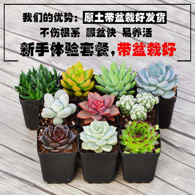 桌面盆栽老桩植物套餐超萌芦荟花卉含盆带土多肉花卉多肉老桩多肉