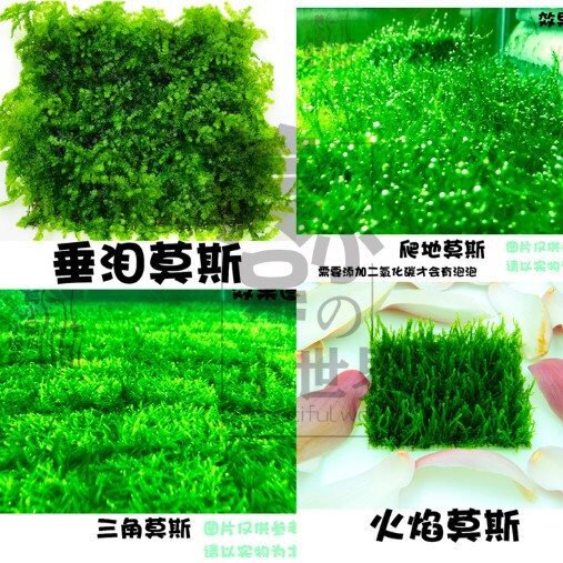 鱼缸沉木造景散装莫斯鹿角苔火焰垂泪松茸怪厥三角懒人水草草坪