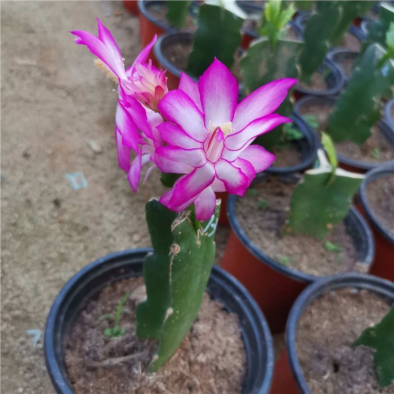 专用花盆脚趾蟹四季嫁接龙骨花嫁接蟹爪兰叶仙嫁接多层黄色金黄色
