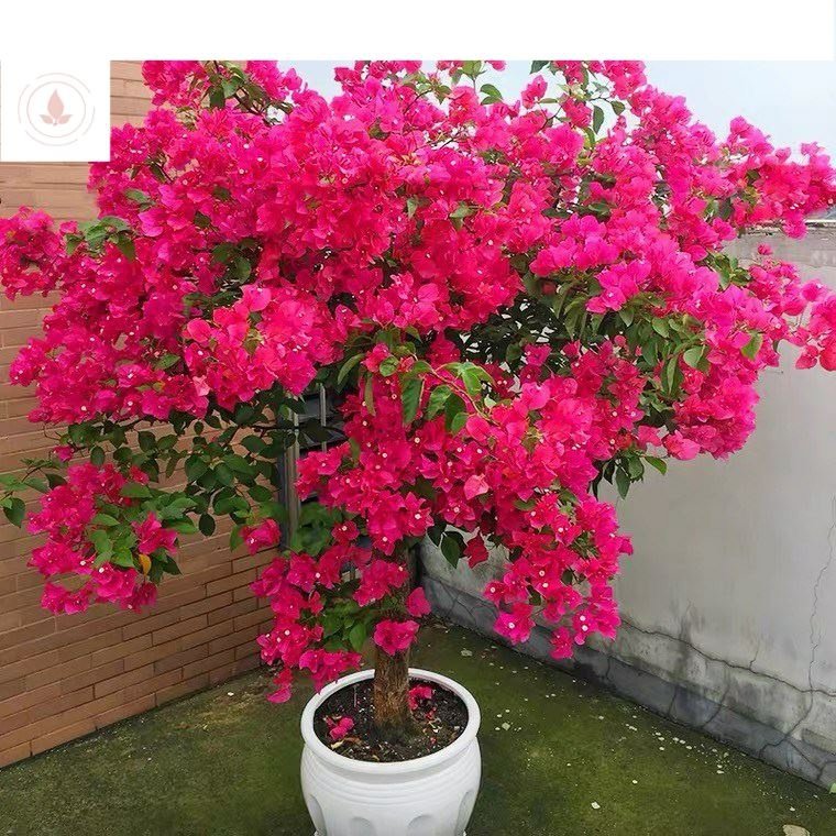 新品三角梅盆景老桩造型三角梅盆栽带花大棵花卉植物室内四季开花