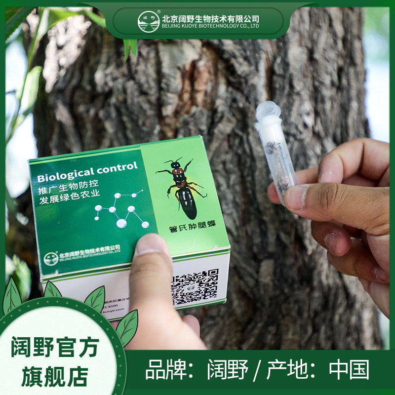 管氏肿腿蜂 果树 林木 蛀干害虫 天牛 昆虫 生物防治 大棚 天敌