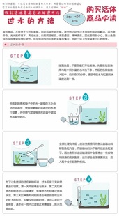 网红水生小宠物河虾苗淡水养殖小虾米活虾饲料虾活小观赏家养水