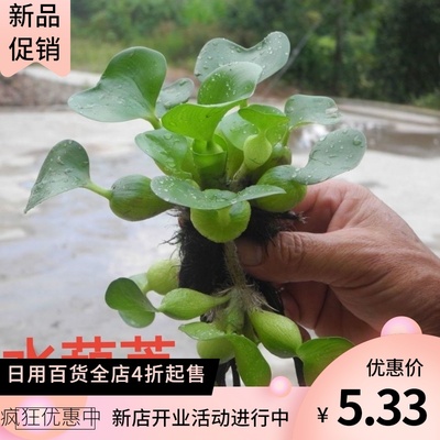 水葫芦水培植物凤眼莲养鱼养龟浮萍新鲜大颗水草水葫芦苗净化水质