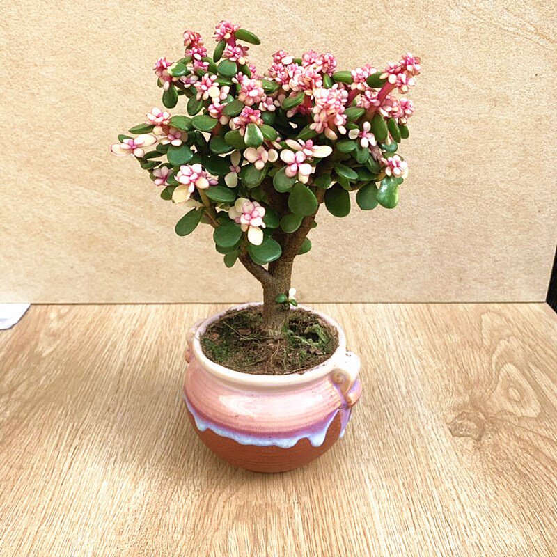 金枝玉叶盆栽造型老桩多肉植物花室内大新款肉肉小绿植雅乐之舞锦