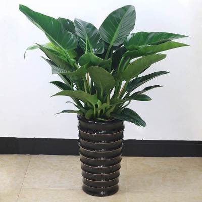 大叶金钻红钻植物盆栽花室内四季观叶常青除甲醛大型客厅绿植
