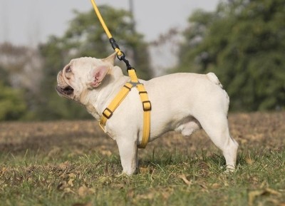 柯基犬柴犬雪纳瑞法斗胸狗狗式牵引绳反光夏季天透气背带项圈背心