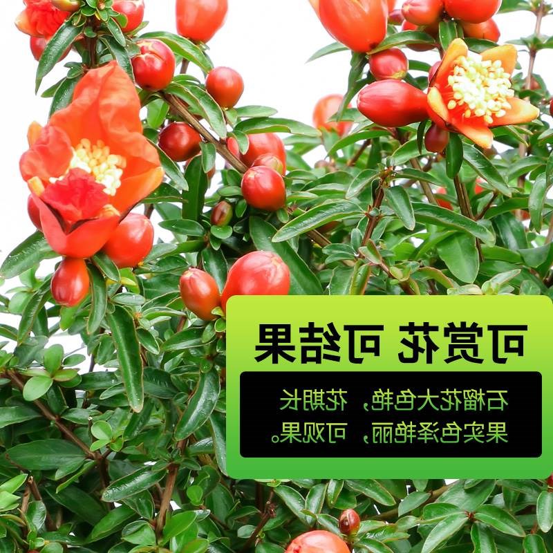 石榴花盆栽石榴盆景石榴树石榴盆栽植物室内室外阳台庭院绿植花卉