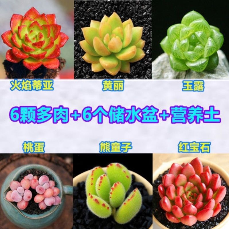 极速多肉植物组合多肉组合盆栽白姬莲F超萌红色浆果园艺九尾狐多