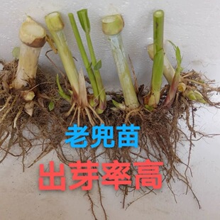无毛甜象种草苗巨菌草苗皇竹草苗老蔸苗牧草种节种苗多年生耐寒苗