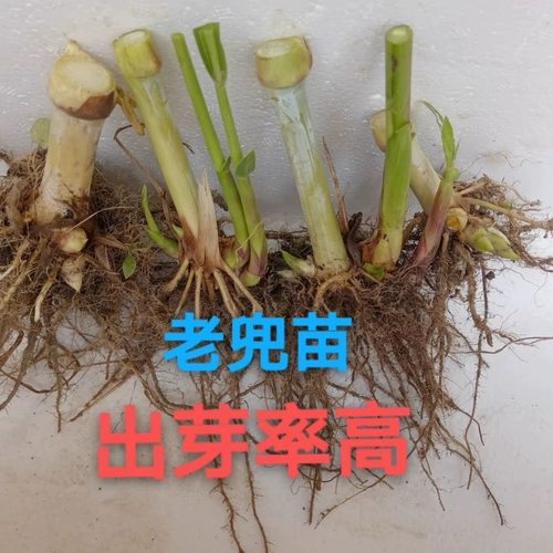 无毛甜象种草苗巨菌草苗皇竹草苗老蔸苗牧草种节种苗多年生耐寒苗
