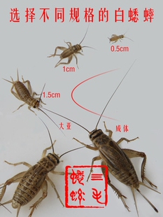 螳螂饲料蛙类角蛙螳螂跳珠爬虫养殖蟑螂食物人工鸣虫饲料果蝇跳蛛