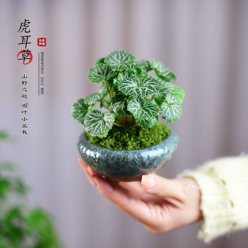 日本山野草姬雪之下 姬虎耳草 菖蒲草微型绿植小盆景多肉花卉室内