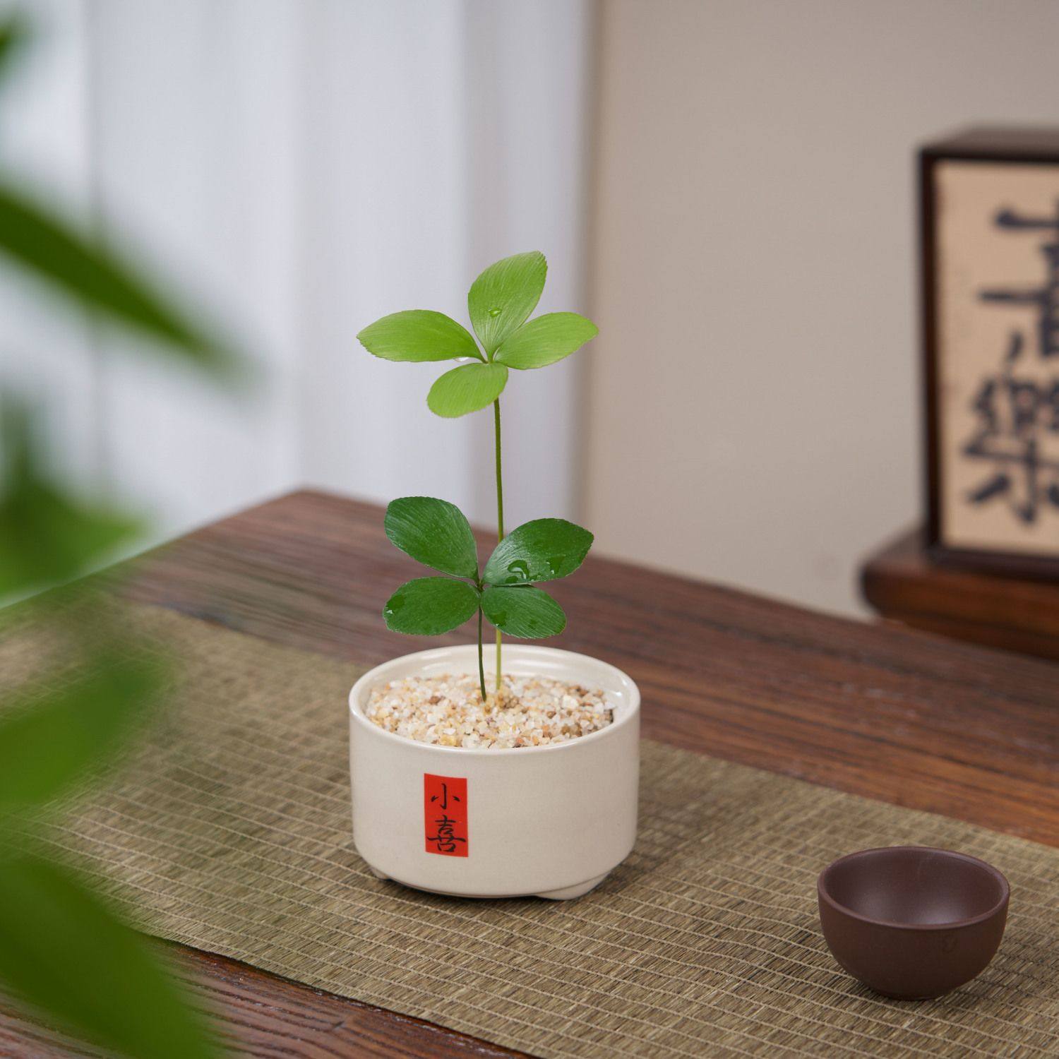 幸运四叶草室内墨西哥铁树办公室桌面好养迷你绿植植物花卉盆栽,鲜花速递/花卉仿真/绿植园艺,造型盆景,淘宝优惠券,粉丝福利购,淘宝优惠卷