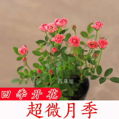 带花苞小盆栽绿植超微月季 开花室内绿植花卉开花机器