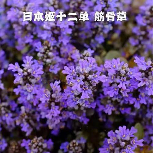 带花日本山野草( 巧克力片)姬十二单筋骨草耐寒耐热庭院盆栽植物