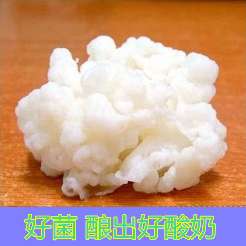 西藏天山雪莲菌藏灵菇菌1-3厘米大颗粒 天然菌种自制酸奶发酵菌种