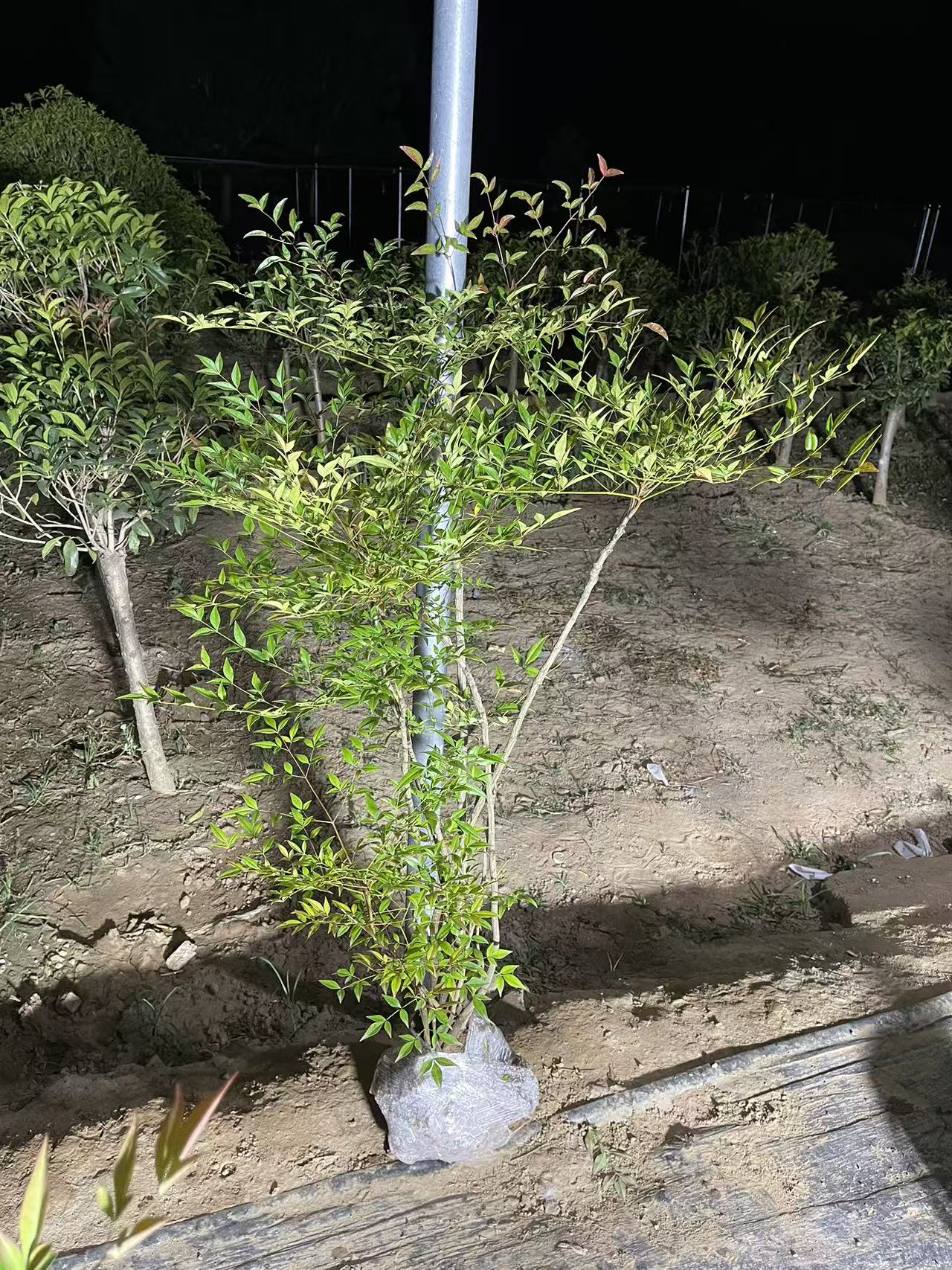 火焰南天竹盆栽树苗室外庭院耐寒冬季红叶春天夏天绿叶观叶植物