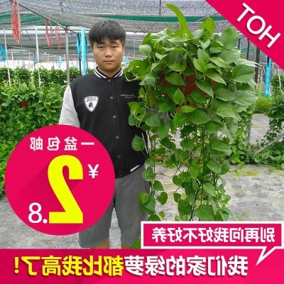 绿植绿萝盆栽室内长藤水培植物吊兰垂吊吸甲醛绿箩花净化空气大。