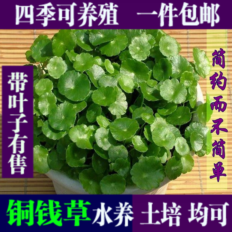 莲花水铜钱草植物办公室内桌面盆栽金钱花卉水养種子水水培盆景-封面