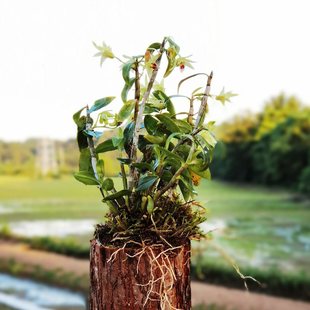 铁皮兰花山竹盆栽绿植雁荡山霍山凤尾正宗阳台观赏植物小玉花卉