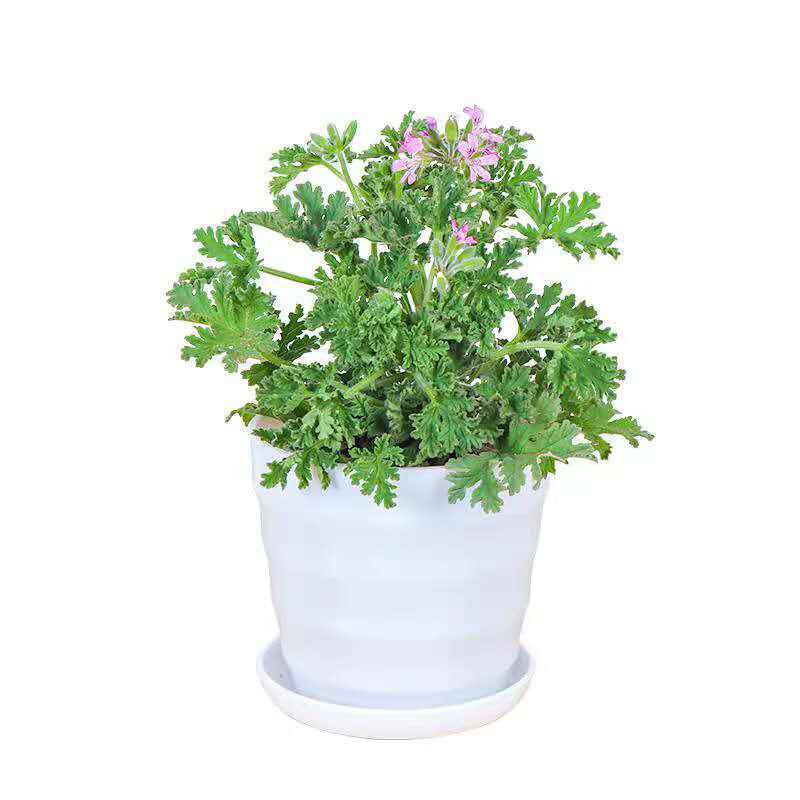 现货速发除蚊草去蚊花卉除甲醛防蚊灯驱蚊草养花户外食虫草驱蚊树