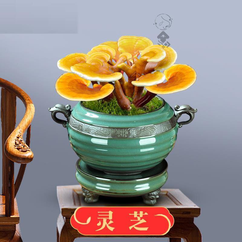 灵芝盆栽摆件厸爻花盆种植活的植物观赏特大巨型客厅盆景办公桌