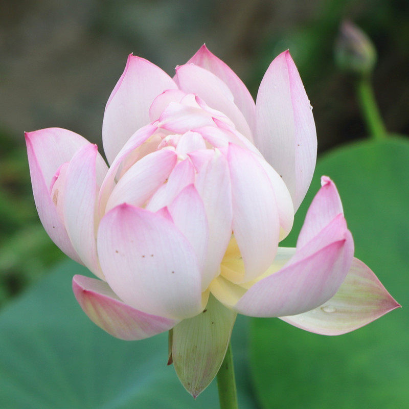 一叶莲好养桌面装饰花卉无土办公室观赏植物水莲花碗莲睡莲盆景花