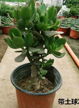 玉树 玉树盆栽 室内植物金枝玉叶