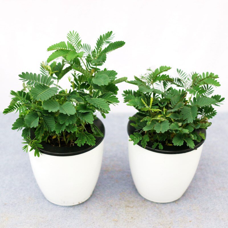 含羞草盆栽室内阳台窗台植物害羞草四季常青小绿植办公桌面青花卉