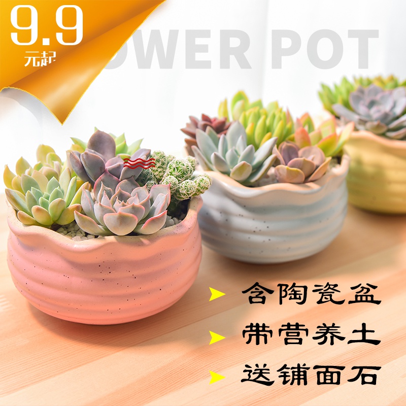 客厅家里电视柜空调上放的盆栽冰箱上摆设室内花含盆净化空气绿植