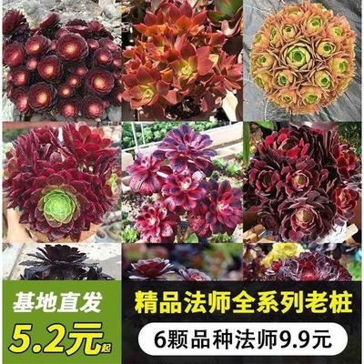 黑法师多头大多肉植物大颗清仓甩卖法师多肉花卉盆栽