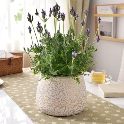 室内装饰摆件花盆器欧式陶瓷花盆大号盆景绿植阳台玫瑰薰衣草花盆