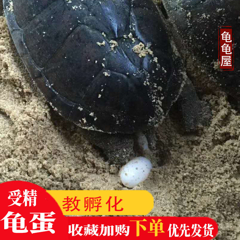草龟乌龟蛋可孵化受精蛋学生便宜送孵化器孵化盒草龟宠物小乌龟蛋