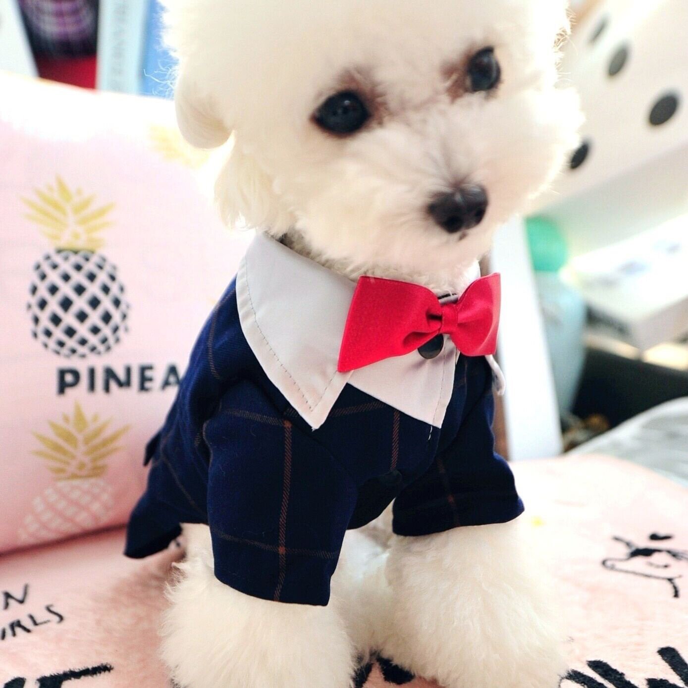 深蓝西服宠物礼服狗狗西装结婚衣服泰迪比熊帅气领结小狗新款