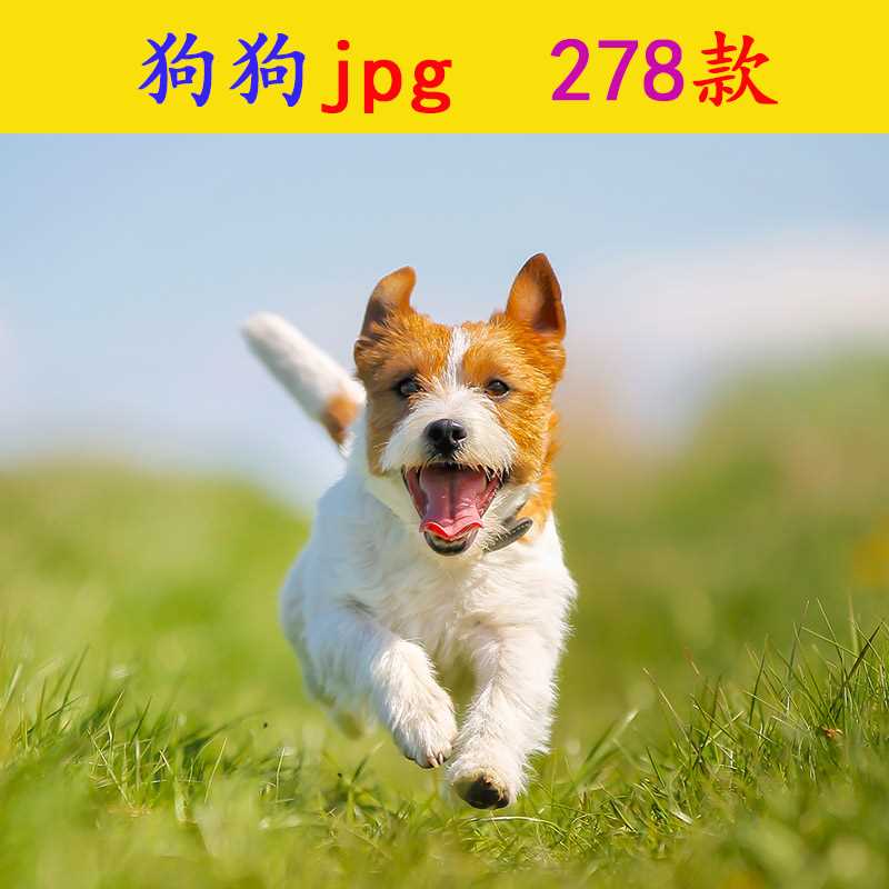 g076狗狗jpg素材ps高清图片萌宠可爱小狗动物世界自然风景宠物