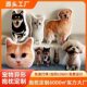定制抱枕无白边异形丑猫长条靠垫靠枕头宠物人像动漫定制恶搞整蛊