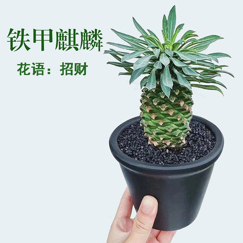 铁甲麒麟室内植物多肉植物易养
