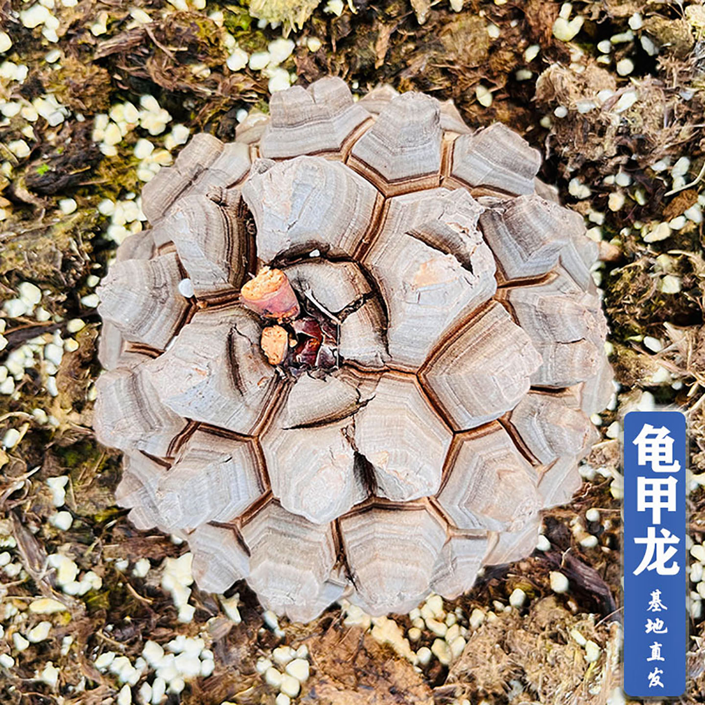 客厅办公桌易养净化空气龟甲龙