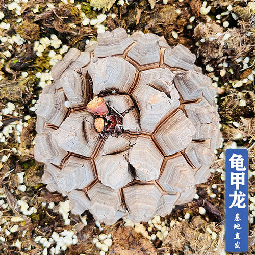 客厅办公桌易养净化空气龟甲龙