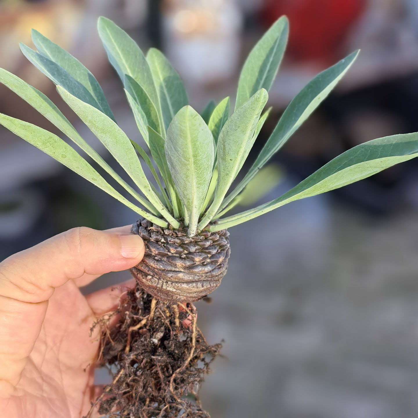 铁甲丸块根植物多肉园艺