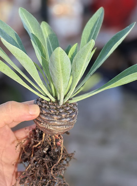 铁甲丸星光闪耀多肉植物5公分稀有块根阳台趣味盆栽大戟科布纹球